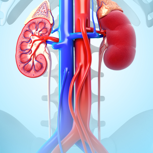 Nephrology